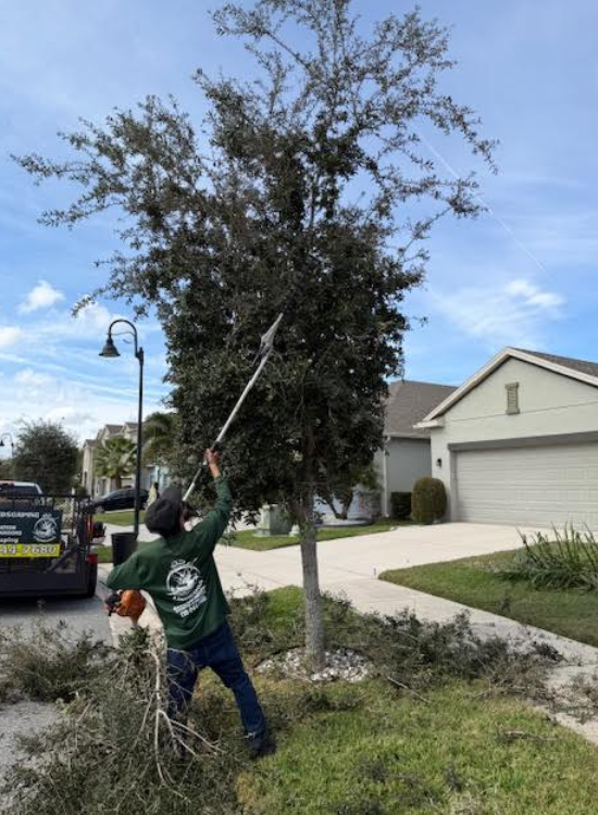 Tree shrub trimming pole saw in Orlando, FL